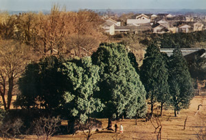 緑の森 [貝塚光慶, アサヒカメラ 1956年7月号より]のサムネイル画像