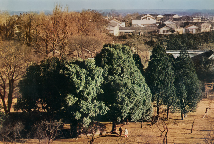 緑の森 [貝塚光慶, アサヒカメラ 1956年7月号より] パブリックドメイン画像 