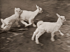 Kid Goats [Yukio Shibasaki,  from Camera Mainichi June 1954] Thumbnail Images