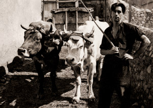 ツゥール・ド・キャロルの牛引き [高畠達四郎, カメラ毎日 1954年6月号より]のサムネイル画像