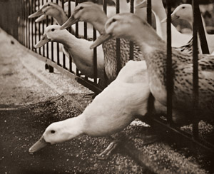 Escaping Duck [Wasaburo Takase,  from Camera Mainichi June 1954] Thumbnail Images
