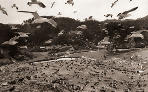ウミネコの島 [富重安雄, 朝日新聞報道写真傑作集 1956より]のサムネイル画像