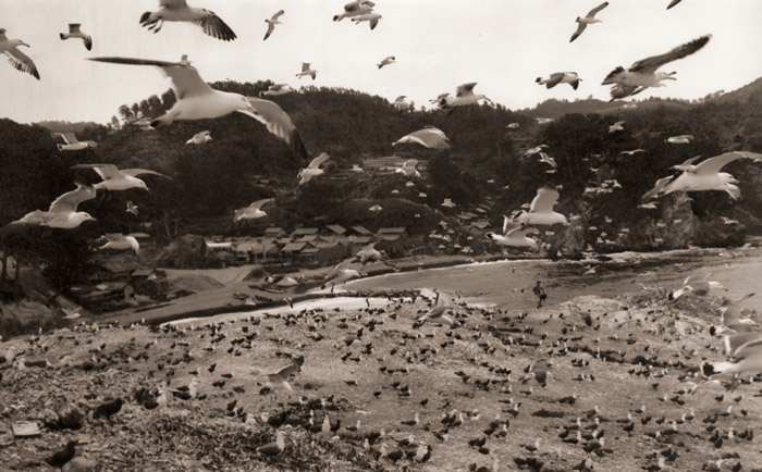 ウミネコの島 [富重安雄, 朝日新聞報道写真傑作集 1956より] パブリックドメイン画像 
