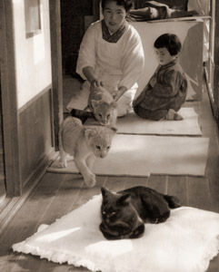 Human-bred Baby Lions #1 [Yasuo Tomishige,  from Asahi Shimbun News Photography 1956] Thumbnail Images