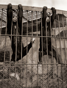 Malayan Bears in Osaka Zoo [Teruo Honda,  from Asahi Shimbun News Photography 1956] Thumbnail Images