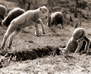 Sheep Babies Born #2 [Keiichi Akimoto,  from Asahi Shimbun News Photography 1956] Thumbnail Images