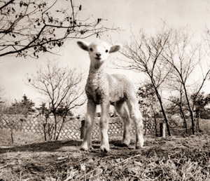 Sheep Babies Born #1 [Keiichi Akimoto,  from Asahi Shimbun News Photography 1956] Thumbnail Images