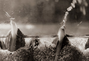あさりの噴水 [宗源博久, 朝日新聞報道写真傑作集 1956より]のサムネイル画像