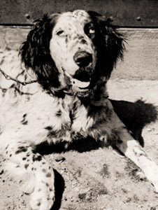 陽溜りの犬 [山崎千久三, 1953年, アサヒカメラ 1954年2月号より]のサムネイル画像