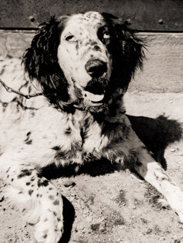 陽溜りの犬 [山崎千久三, 1953年, アサヒカメラ 1954年2月号より] パブリックドメイン画像 