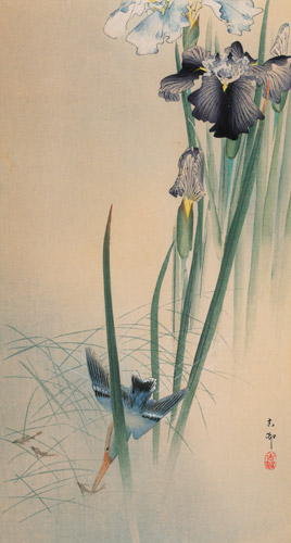 Iris and Kingfisher [Ohara Koson,  from Hanga Geijutsu no.181]