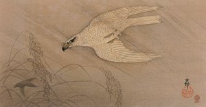 White Hawk in the Rain [Ohara Koson,  from Hanga Geijutsu no.181] Thumbnail Images