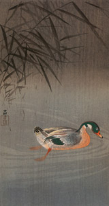 Mallard in the Rain [Ohara Koson,  from Hanga Geijutsu no.181] Thumbnail Images
