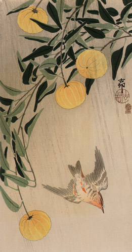 Yuzu and Dusky Thrush in the Rain [Ohara Koson,  from Hanga Geijutsu no.181]