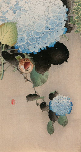 Hydrangea and Sparrow [Ohara Koson, from Hanga Geijutsu no.181]