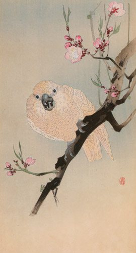 Parrot and Peach Blossoms [Ohara Koson,  from Hanga Geijutsu no.181]