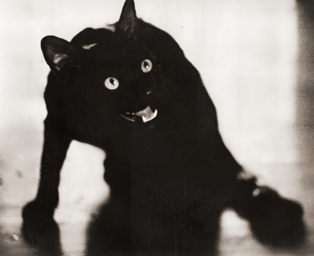 黒猫 [野呂高生, ARS CAMERA 1954年12月号より] パブリックドメイン画像 
