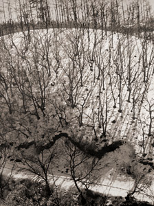 枯木の踊り [蝋山朋夫, アサヒカメラ 1956年4月号より]のサムネイル画像