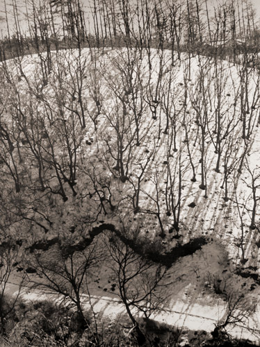 枯木の踊り [蝋山朋夫, アサヒカメラ 1956年4月号より] パブリックドメイン画像 