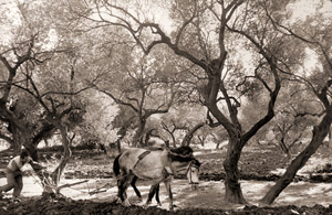 オリーブ畑 [アンリ・カルティエ＝ブレッソン, カメラ毎日 1956年5月号より]のサムネイル画像