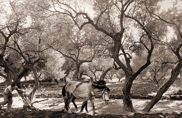 オリーブ畑 [アンリ・カルティエ＝ブレッソン, カメラ毎日 1956年5月号より] パブリックドメイン画像 