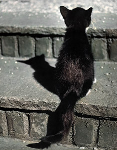 無題（後ろ姿の猫） [イーラ, 85枚の猫より]のサムネイル画像