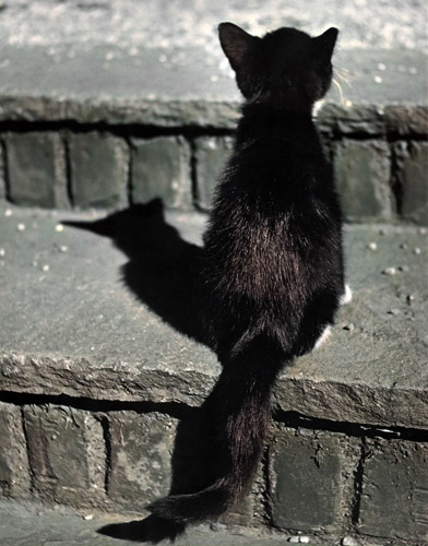 無題（後ろ姿の猫） [イーラ, 85枚の猫より] パブリックドメイン画像 