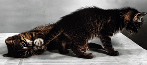 無題（子猫の尻尾を嚙む子猫） [イーラ, 85枚の猫より]のサムネイル画像