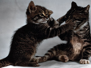 無題（殴り合う子猫） [イーラ, 85枚の猫より]のサムネイル画像