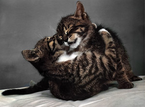 無題（じゃれ合う子猫） [イーラ, 85枚の猫より]のサムネイル画像