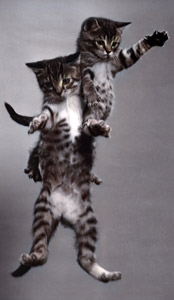 無題（落下する2匹の子猫 #1） [イーラ, 85枚の猫より]のサムネイル画像