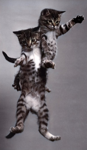 無題（落下する2匹の子猫 #1） [イーラ, 85枚の猫より] パブリックドメイン画像 