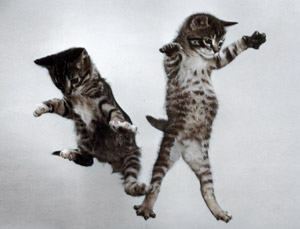 無題（落下する2匹の子猫 #2） [イーラ, 85枚の猫より]のサムネイル画像