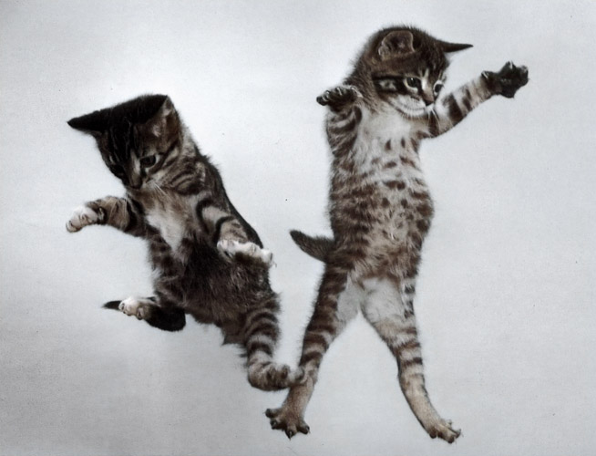 無題（落下する2匹の子猫 #2） [イーラ, 85枚の猫より] パブリックドメイン画像 