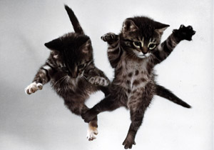 無題（落下する2匹の子猫 #3） [イーラ, 85枚の猫より]のサムネイル画像