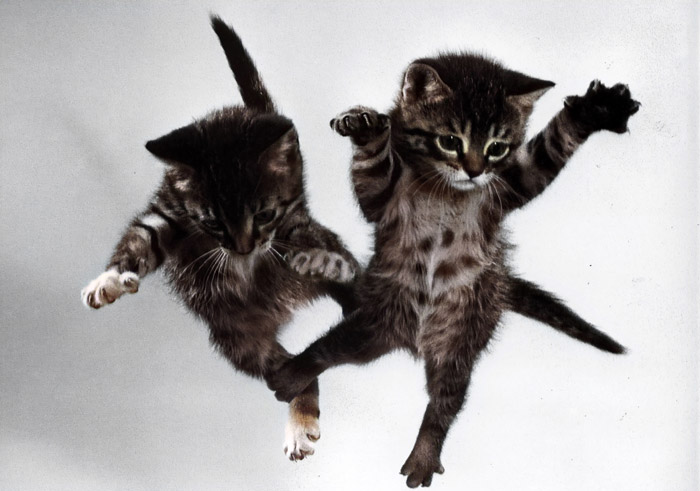 無題（落下する2匹の子猫 #3） [イーラ, 85枚の猫より] パブリックドメイン画像 