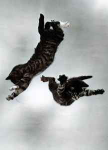 無題（落下する2匹の子猫 #4） [イーラ, 85枚の猫より]のサムネイル画像