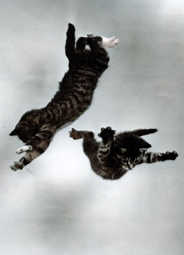 無題（落下する2匹の子猫 #4） [イーラ, 85枚の猫より] パブリックドメイン画像 