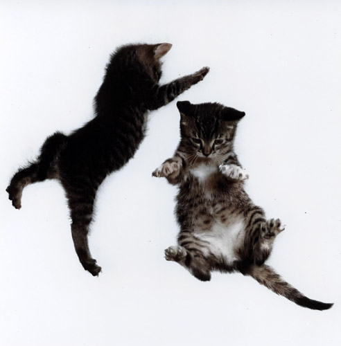 無題（落下する2匹の子猫 #5） [イーラ, 85枚の猫より] パブリックドメイン画像 