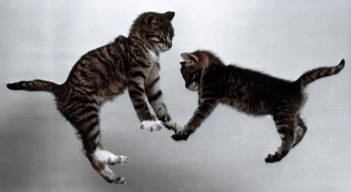無題（落下する2匹の子猫 #6） [イーラ, 85枚の猫より] パブリックドメイン画像 
