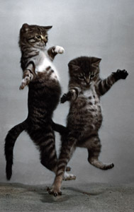 無題（着地する2匹の子猫） [イーラ, 85枚の猫より]のサムネイル画像