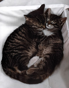 無題（一緒に眠っている2匹の子猫） [イーラ, 85枚の猫より]のサムネイル画像
