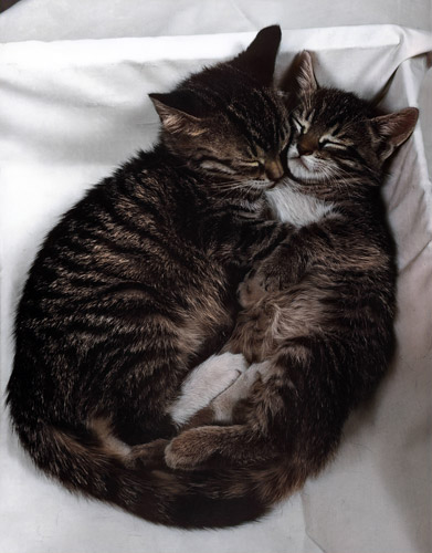 無題（一緒に眠っている2匹の子猫） [イーラ, 85枚の猫より] パブリックドメイン画像 
