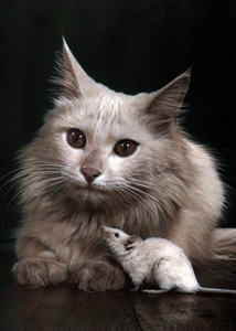 無題（仲良しの猫と鼠） [イーラ, 85枚の猫より]のサムネイル画像