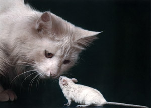 無題（猫と鼠） [イーラ, 85枚の猫より]のサムネイル画像