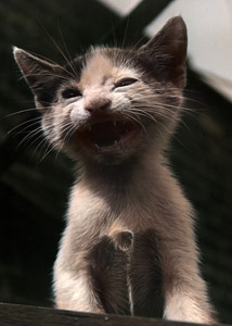 無題（鳴いている子猫 #1） [イーラ, 85枚の猫より]のサムネイル画像