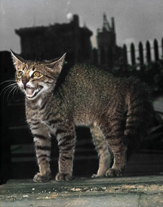 無題（びっくりする子猫） [イーラ, 85枚の猫より]のサムネイル画像