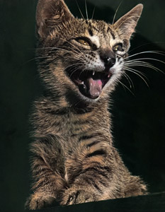 無題（鳴いている子猫 #2） [イーラ, 85枚の猫より]のサムネイル画像