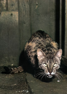無題（何かを食べている猫） [イーラ, 85枚の猫より]のサムネイル画像