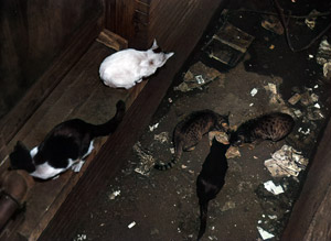無題（餌を食べている野良猫たち） [イーラ, 85枚の猫より]のサムネイル画像